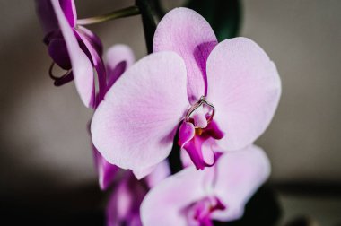 Gelinin elmas nişan yüzüğü Pembe orkide zemin üzerine