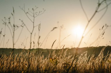 Sarı güneş batımında alanında çimlerde