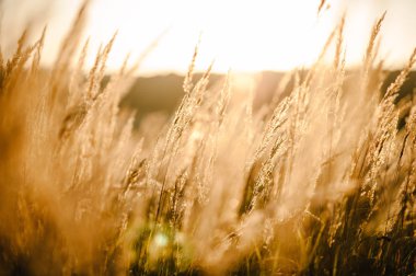 Sarı güneş batımında alanında çimlerde