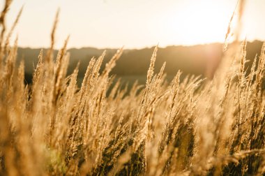 Sarı güneş batımında alanında çimlerde