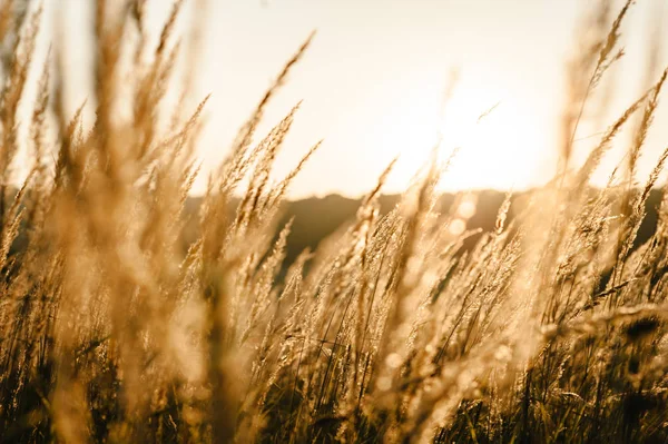 Sarı güneş batımında alanında çimlerde