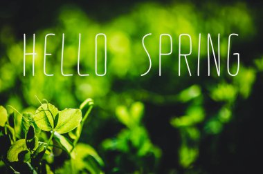 Alan yerde taze genç yeşil bezelye bitkilerin görünümü Kapat 