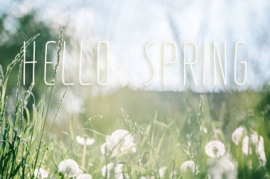Kabarık dandelions görünümü Kapat yaz yeşil sahada