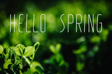 Alan yerde taze genç yeşil bezelye bitkilerin görünümü Kapat 