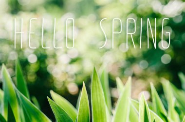 Görünümü Kapat Yeşil taze bahar çiçek yaprakları 