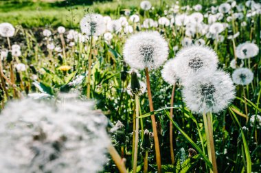 Kabarık dandelions görünümü Kapat yaz yeşil sahada