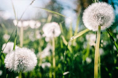 Kabarık dandelions görünümü Kapat yaz yeşil sahada