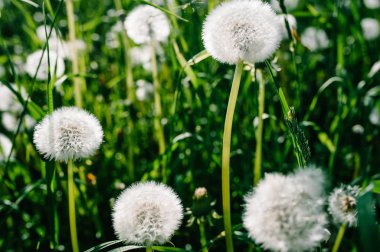 Kabarık dandelions görünümü Kapat yaz yeşil sahada