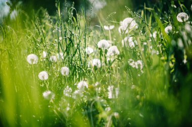 Kabarık dandelions görünümü Kapat yaz yeşil sahada
