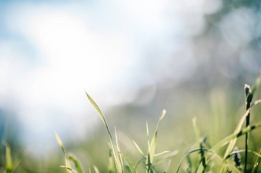 Yaz alanında taze yeşil ot görünümü Kapat