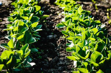 Yaz alanında taze yeşil ot görünümü Kapat