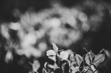 Alan yerde taze genç yeşil bezelye bitkilerin görünümü Kapat 