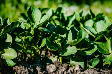 Yaz alanında taze yeşil ot görünümü Kapat