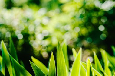 Görünümü Kapat Yeşil taze bahar çiçek yaprakları 