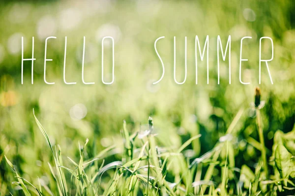 여름에는 신선한 잔디의 — 스톡 사진