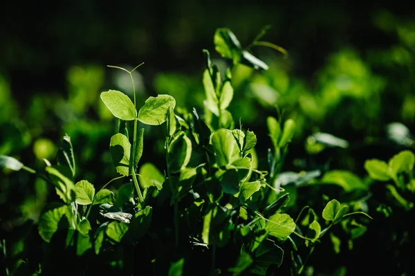 フィールドのグラウンドの新鮮な若い緑エンドウ豆の植物の表示を閉じる — ストック写真