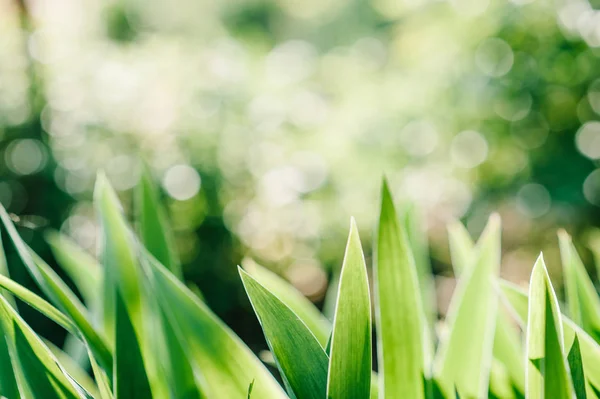 Görünümü Kapat Yeşil Taze Bahar Çiçek Yaprakları — Stok fotoğraf