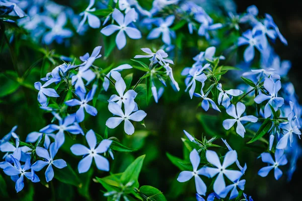 Στενή Άποψη Των Λουλουδιών Φρέσκος Μπλε Βιγκών Σχετικά Πράσινα Φύλλα — Φωτογραφία Αρχείου