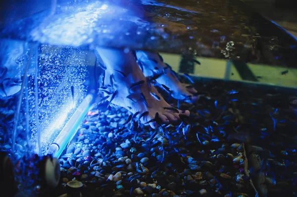 Balık Ile Mavi Suda Bacaklar Tutan Kadının Yakın Görünümü — Stok fotoğraf