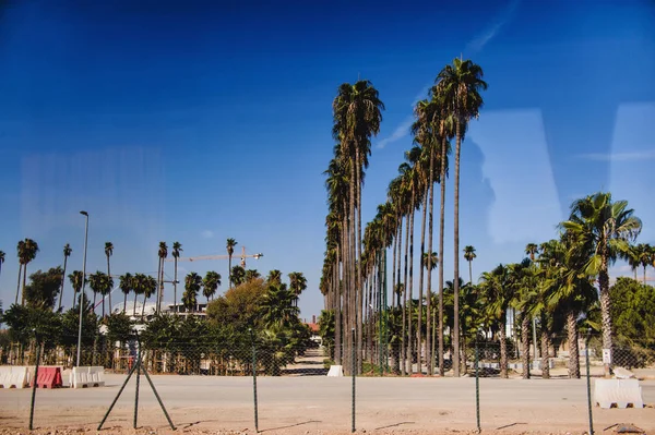 一排排高大的棕榈树的全景 — 图库照片