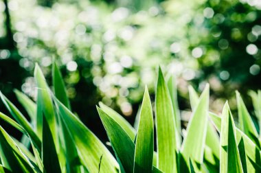 Yeşil süsen çiçekli yaprak tarlası 