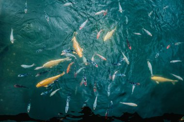 Gölde yüzen renkli bir sazan balığı. Suda bir balık sürüsü. Düz yat. en üstteki görünüm.