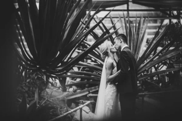 Newlyweds Standing Kissing Botanical Garden Full Greenery Leaves Wedding Ceremony — Stock Photo, Image