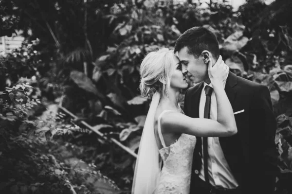 Recién Casados Están Pie Besándose Jardín Botánico Lleno Vegetación Hojas — Foto de Stock