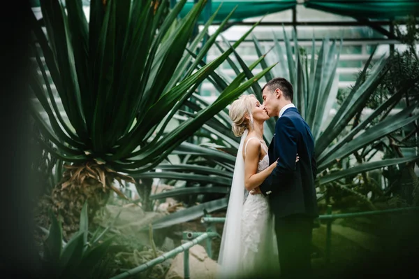 Recién Casados Están Pie Besándose Jardín Verde Botánico Lleno Vegetación —  Fotos de Stock