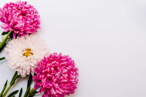 Composition Des Fleurs Fleurs Violettes Violettes Sur Fond Blanc Printemps — Photo