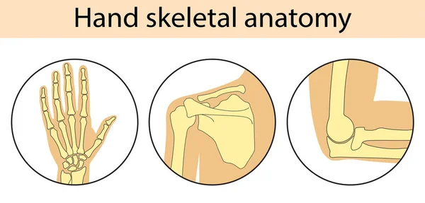 Ilustración vectorial del esqueleto de la mano humana — Vector de stock