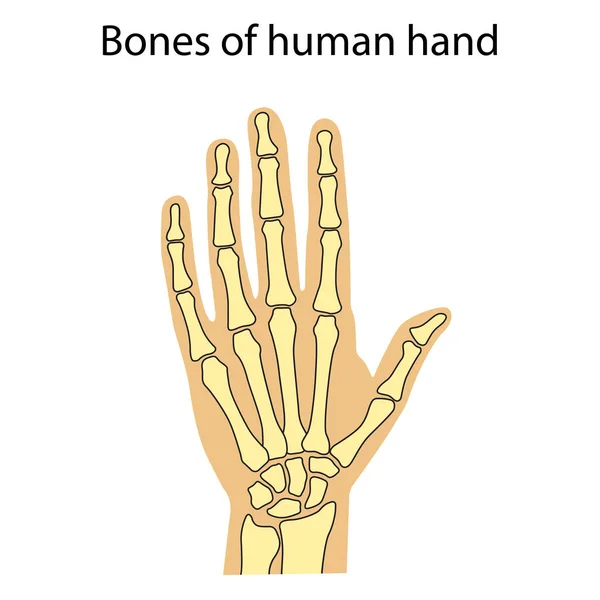 Vector illustration of human hand skeletal anatomy — Stock Vector