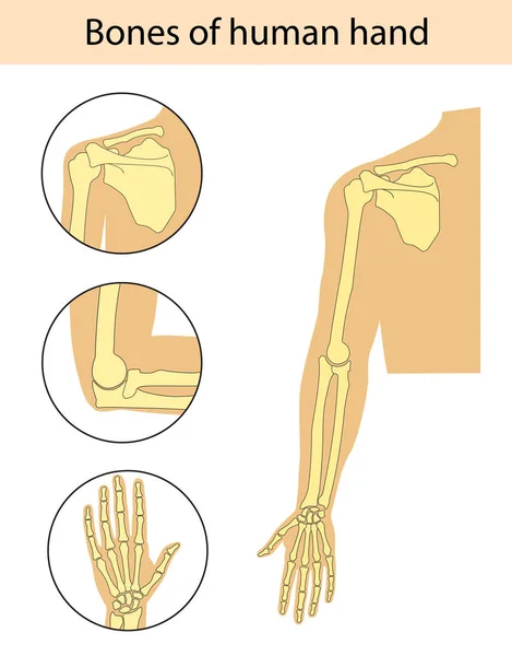 人間の手の骨格解剖学のベクトル イラストのセット — ストックベクタ