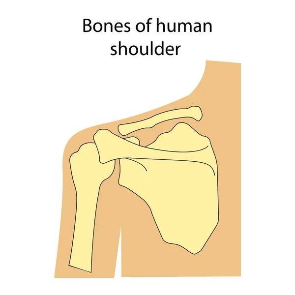 Ilustración vectorial de la anatomía esquelética del hombro humano — Vector de stock
