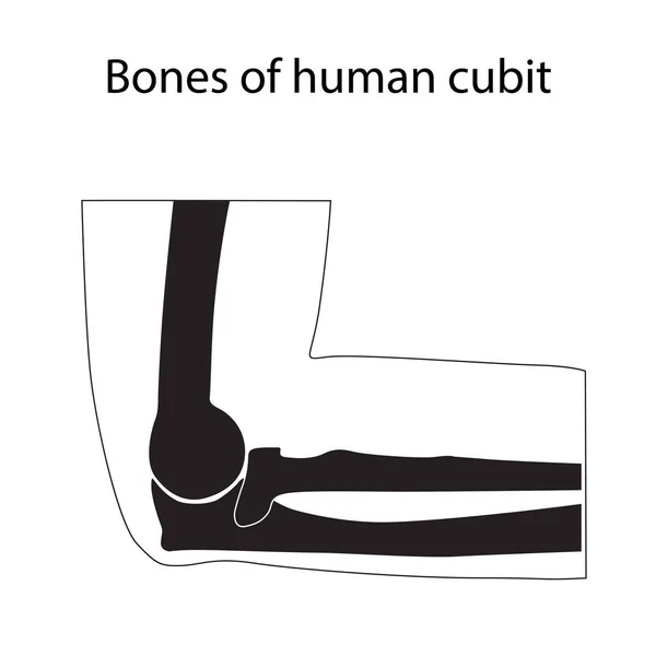 Ilustración vectorial de la anatomía esquelética del codo humano — Vector de stock