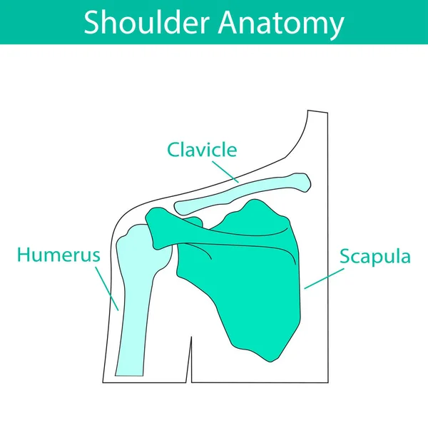 Vektorové ilustrace anatomii kostry lidské rameno — Stockový vektor