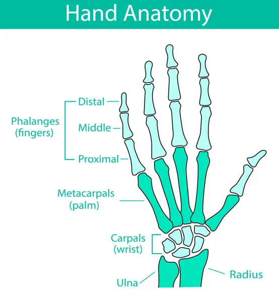 Ilustración vectorial de la anatomía esquelética de la mano humana — Vector de stock