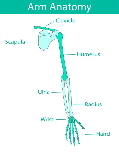 Ilustración vectorial de la anatomía esquelética del brazo humano — Vector de stock