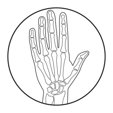 İnsan eli iskelet anatomi vektör çizim