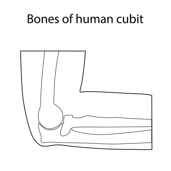 Illustration vectorielle de l'anatomie squelettique coudée humaine — Image vectorielle