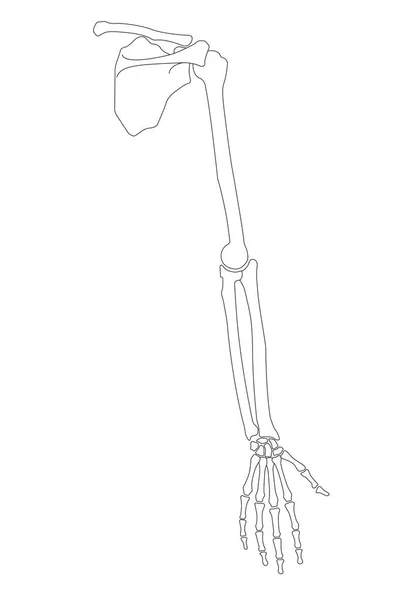 Ilustração vetorial da anatomia esquelética da mão humana — Vetor de Stock