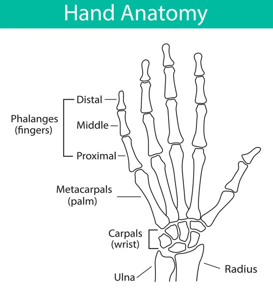 Vectorillustratie van de menselijke hand skelet anatomie — Stockvector