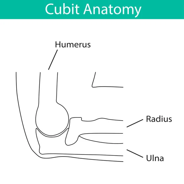 Ilustración vectorial de la anatomía esquelética del codo humano — Vector de stock