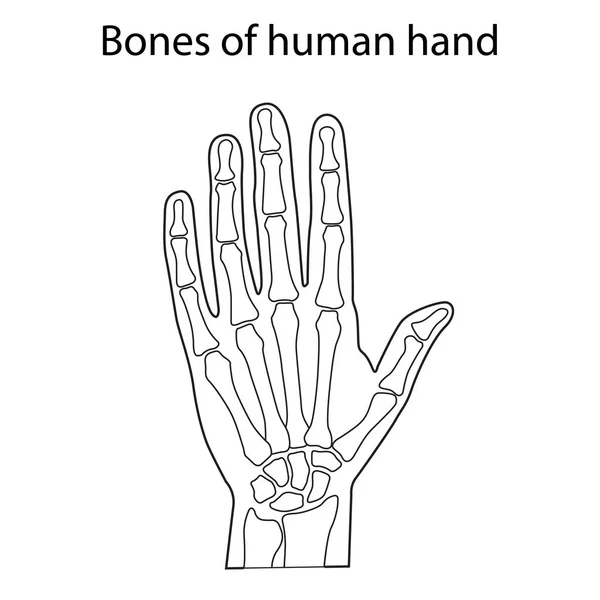 Vectorillustratie van de menselijke hand skelet anatomie — Stockvector