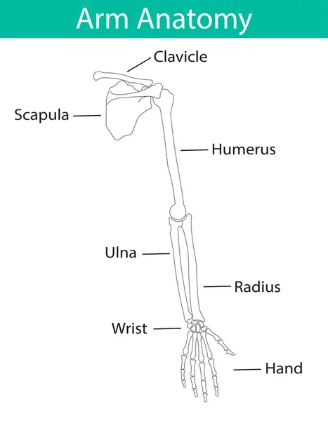 Vector illustration of human arm skeletal anatomy — Stock Vector