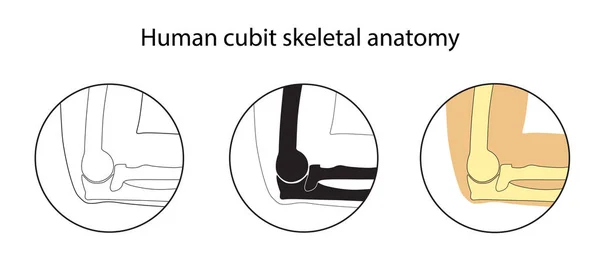 Conjunto de ilustración vectorial de anatomía esquelética del codo humano — Vector de stock