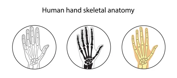 Conjunto de ilustración vectorial de anatomía esquelética de la mano humana — Vector de stock