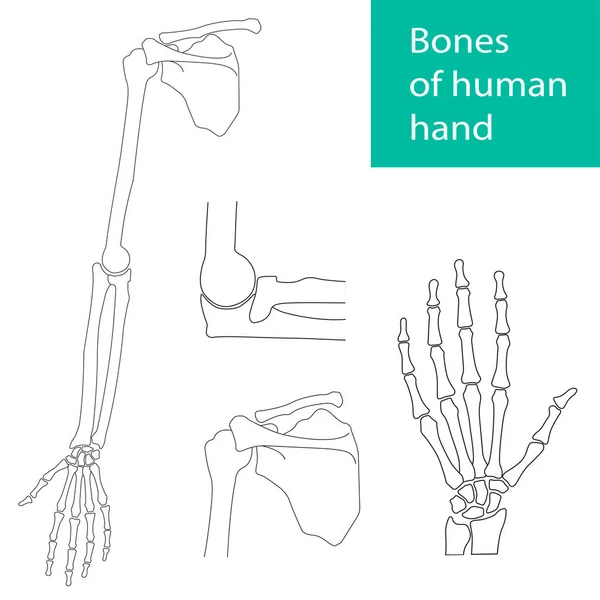 Conjunto de ilustraciones vectoriales de la anatomía esquelética de la mano humana — Vector de stock