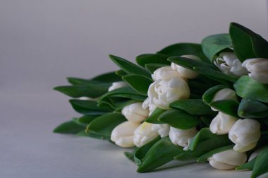 arka plan beyaz laleler