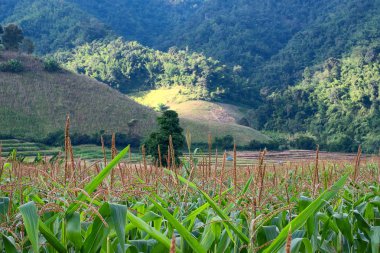 Mısır çiftlik alanı pirinç alan ve dağ önünde